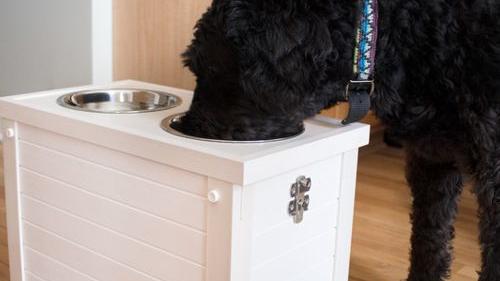 3 Benefits of Using a Raised Feeding Station for Your Pet
